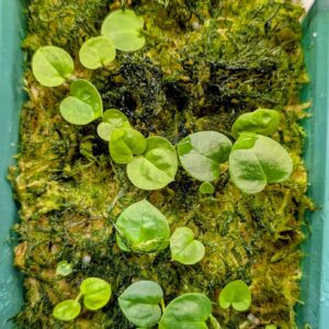 (A. papi „Daniel“ x besseae aff) X A. Dark Mama Seeds