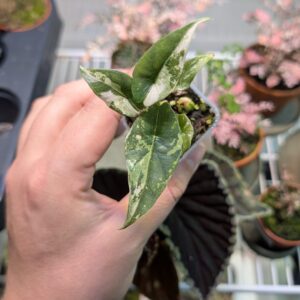 Alocasia simpo variegata 003 WYSIWYG