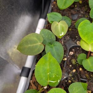 (A. papi „Daniel“ x besseae aff) X A. Dark Mama