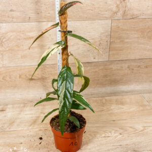 Ficus sagittata pink variegata 001C WYSIWYG