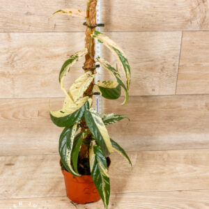 Ficus sagittata pink variegata 002C WYSIWYG