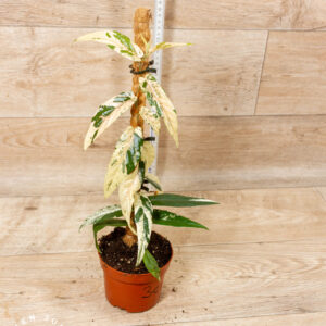 Ficus sagittata pink variegata 003C WYSIWYG