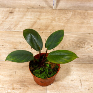 Homalomena sp. Red Sumatra 001C WYSIWYG