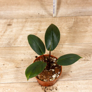 Homalomena sp. Red Sumatra 003C WYSIWYG