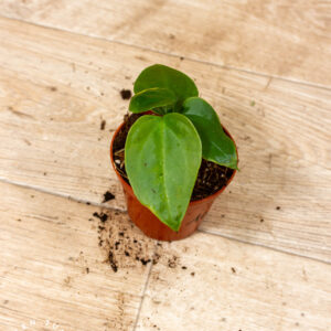 Anthurium sp. Napo 001C WYSIWYG