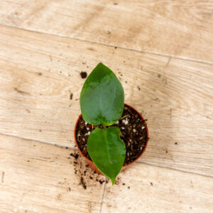 Anthurium sp. Napo 002C WYSIWYG