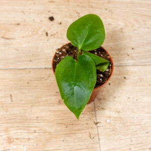 Anthurium sp. Napo 003C WYSIWYG