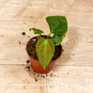 Anthurium sp. Napo 004C WYSIWYG