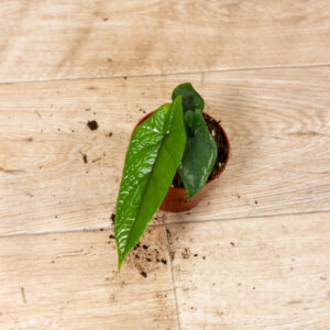 Alocasia scalprum 001C WYSIWYG