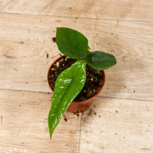 Alocasia scalprum 002C WYSIWYG