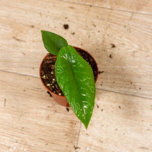 Alocasia scalprum 003C WYSIWYG