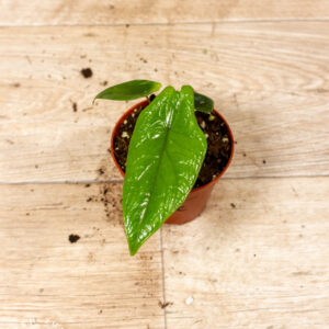 Alocasia scalprum 004C WYSIWYG