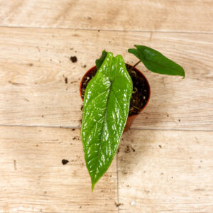 Alocasia scalprum 005C WYSIWYG