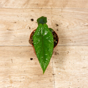 Alocasia scalprum 006C WYSIWYG