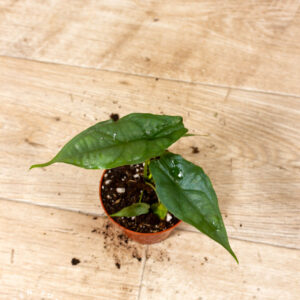 Alocasia Heterophylla Corazon 001C WYSIWYG