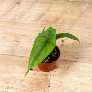 Alocasia Heterophylla Corazon 002C WYSIWYG