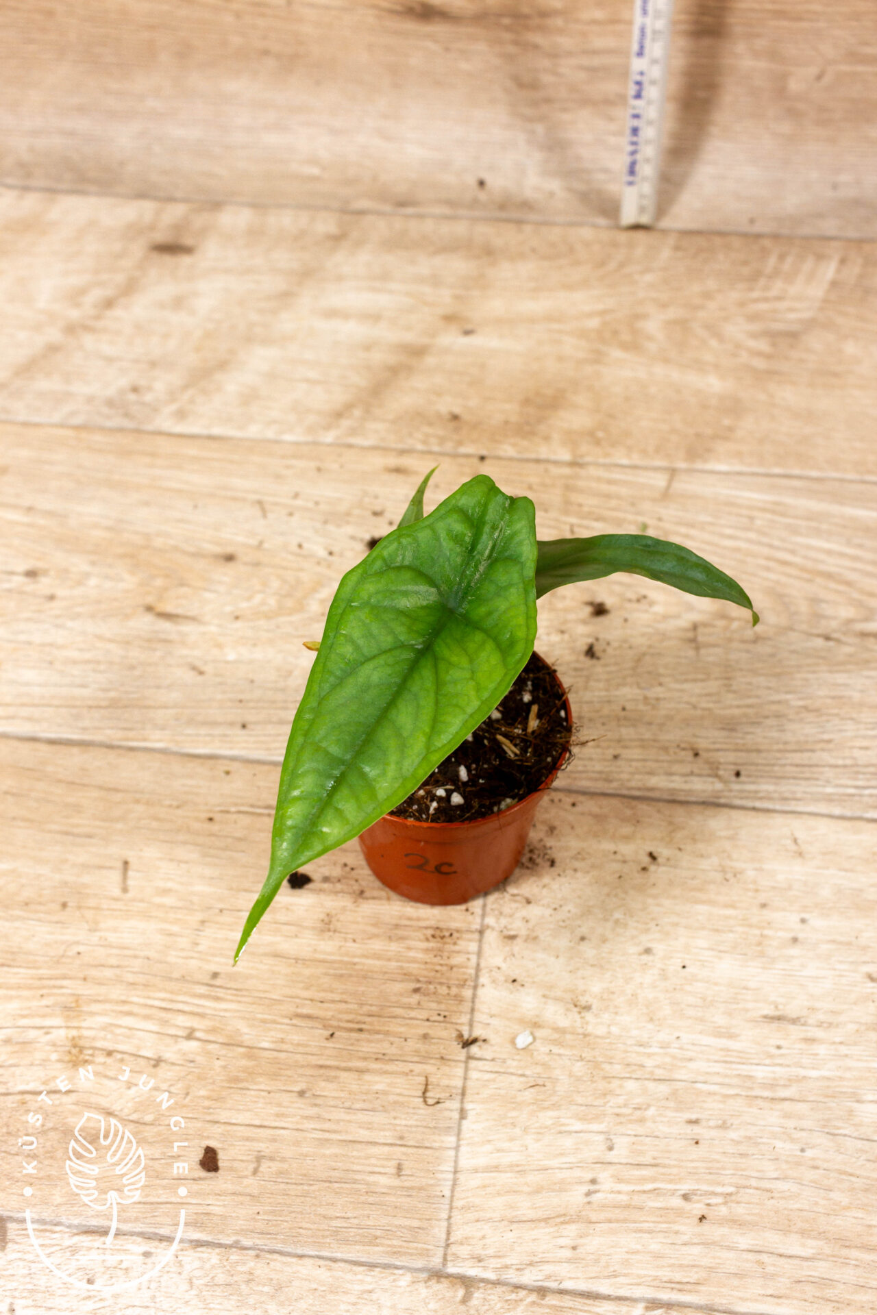 Alocasia Heterophylla Corazon 002C WYSIWYG