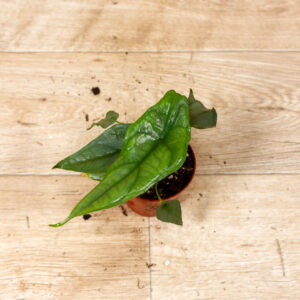 Alocasia Heterophylla Corazon 003C WYSIWYG