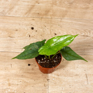 Alocasia Heterophylla Corazon 004C WYSIWYG