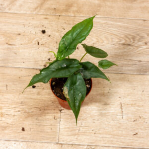 Alocasia Heterophylla Corazon 005C WYSIWYG