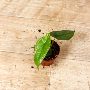 Alocasia Heterophylla Corazon 006C WYSIWYG