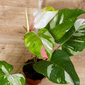 Philodendron White Princess Aurea Tricolor XXl 001C WYSIWYG