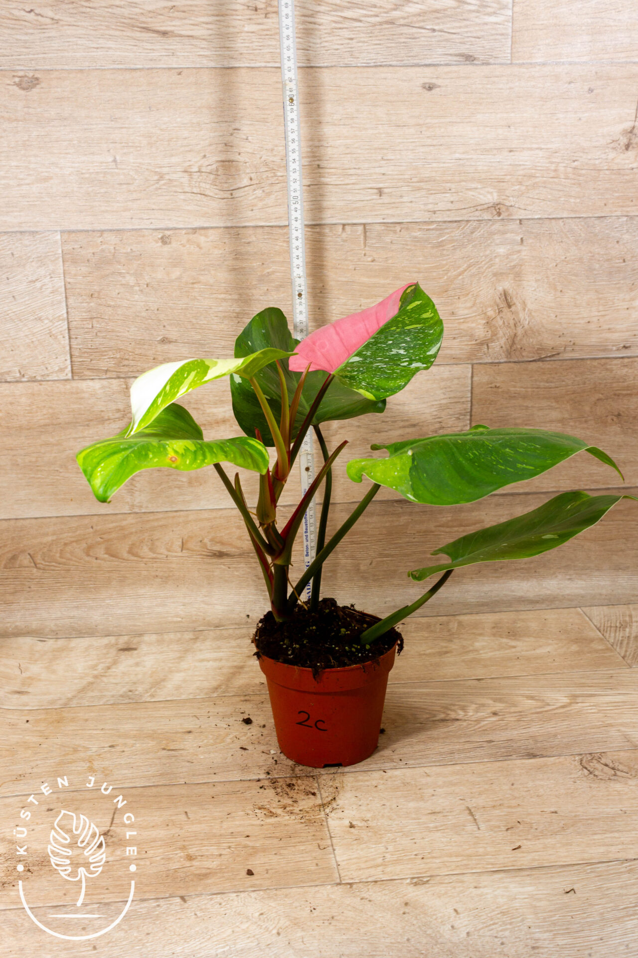 Philodendron White Princess Aurea Tricolor XXl 002C WYSIWYG – Bild 3