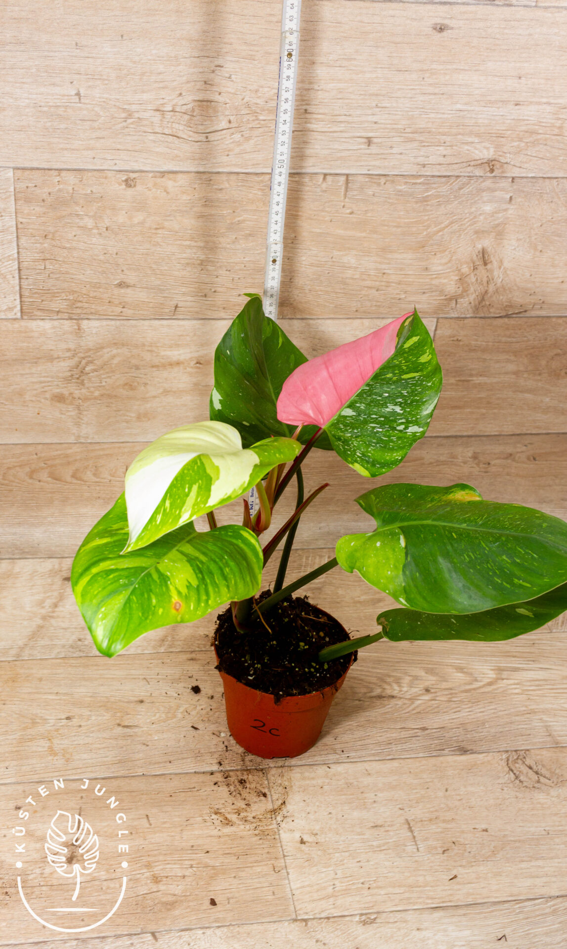 Philodendron White Princess Aurea Tricolor XXl 002C WYSIWYG – Bild 2