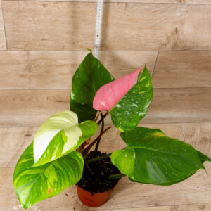 Philodendron White Princess Aurea Tricolor XXl 002C WYSIWYG