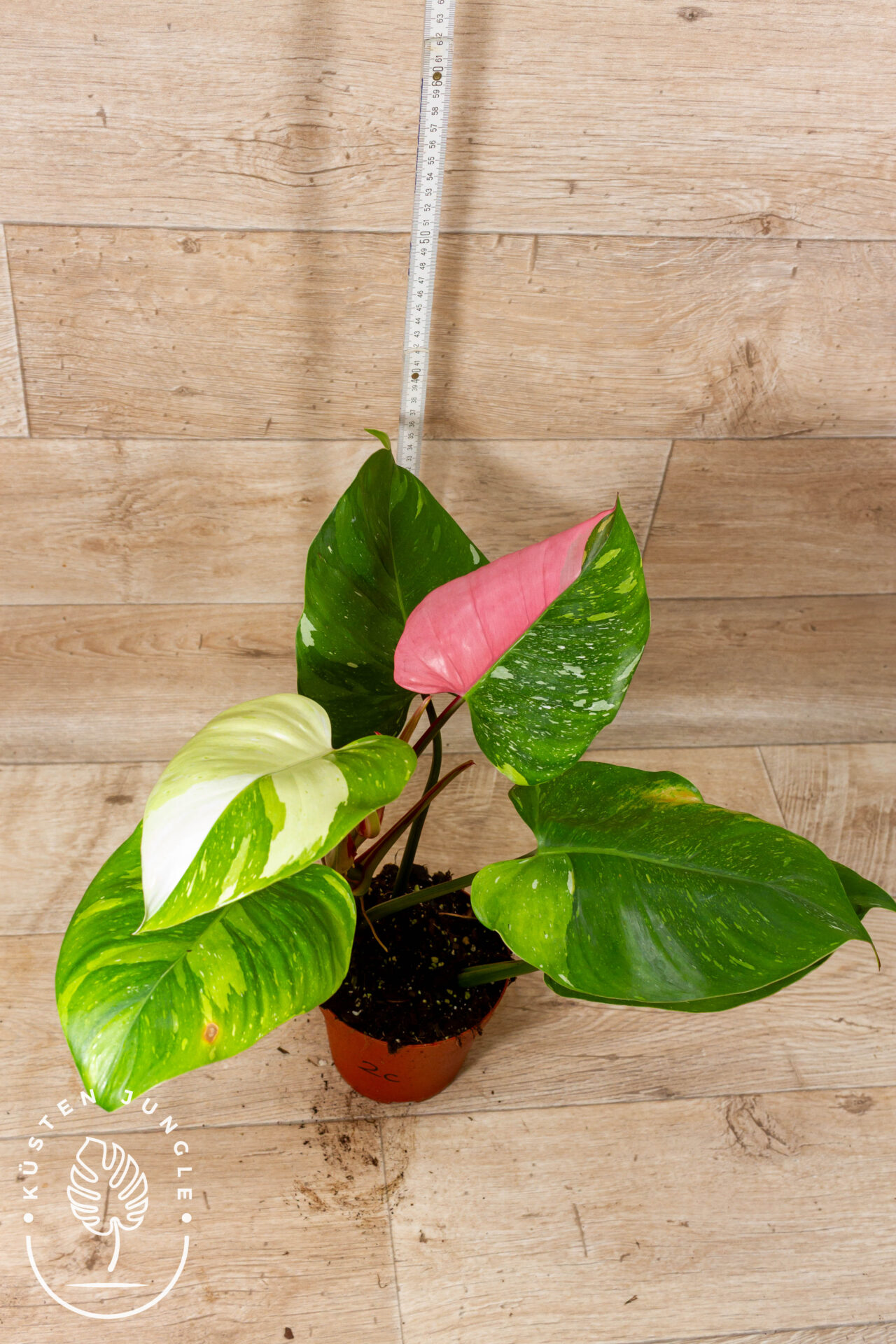 Philodendron White Princess Aurea Tricolor XXl 002C WYSIWYG