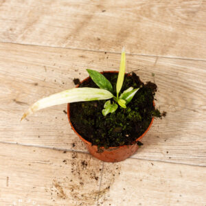 Anthurium vittarifolium variegata 001C WYSIWYG