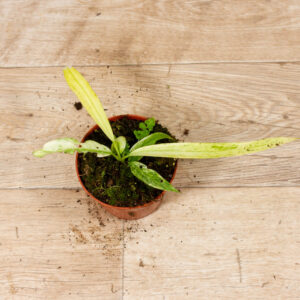 Anthurium vittarifolium variegata 002C WYSIWYG