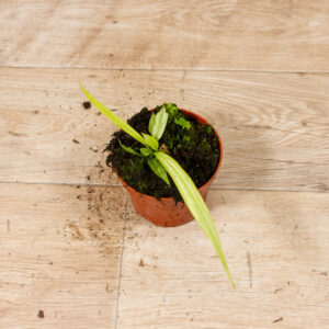 Anthurium vittarifolium variegata 003C WYSIWYG