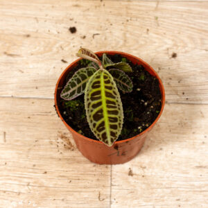 Labisia sp. NOID 001C WYSIWYG