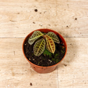 Labisia sp. NOID 002C WYSIWYG