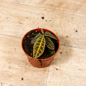 Labisia sp. NOID 003C WYSIWYG