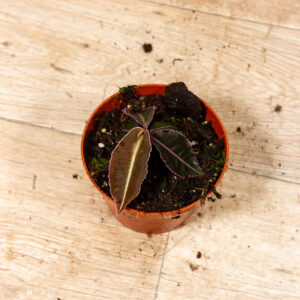 Labisia pumila 001C WYSIWYG