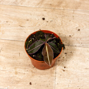 Labisia pumila 002C WYSIWYG