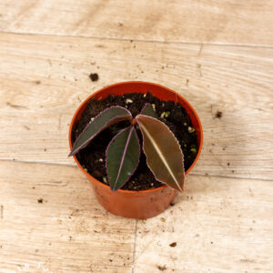 Labisia pumila 003C WYSIWYG