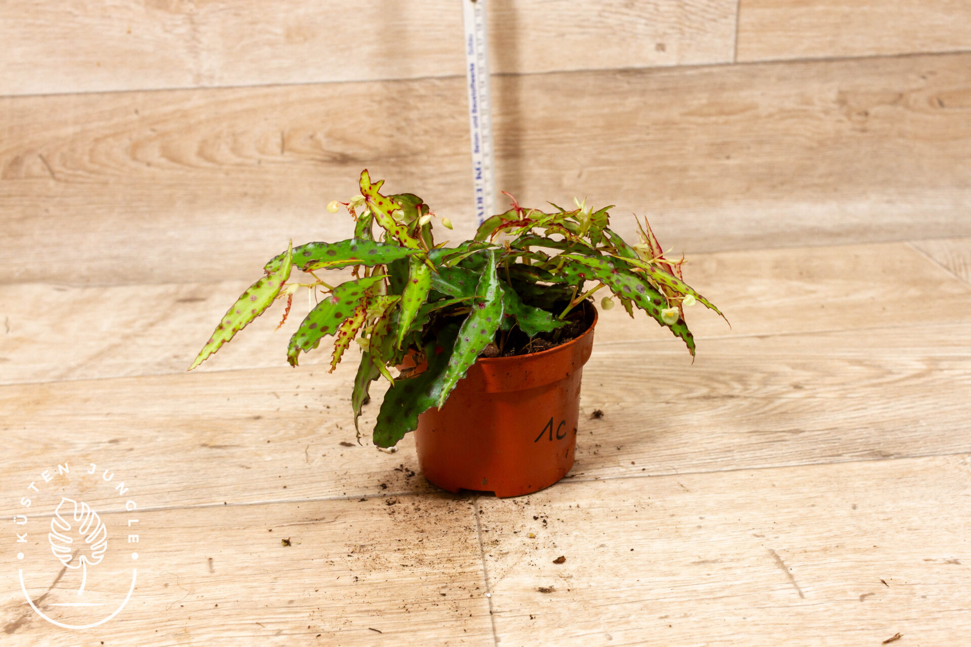 Begonia amphioxus 001C WYSIWYG – Bild 2