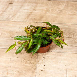 Begonia amphioxus 001C WYSIWYG