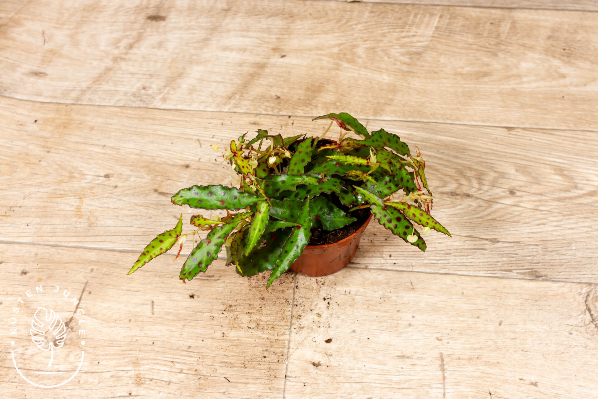 Begonia amphioxus 001C WYSIWYG