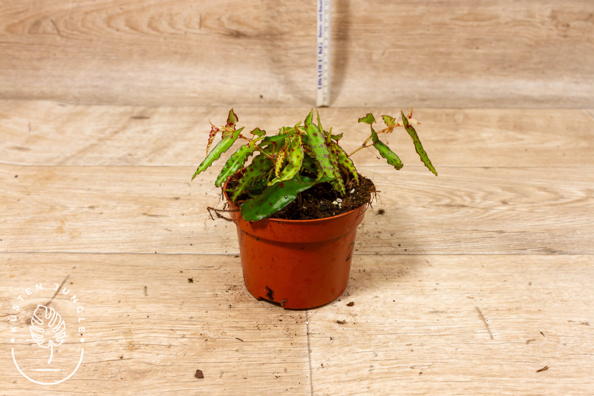 Begonia amphioxus 002C WYSIWYG – Bild 2