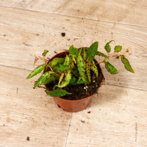 Begonia amphioxus 002C WYSIWYG