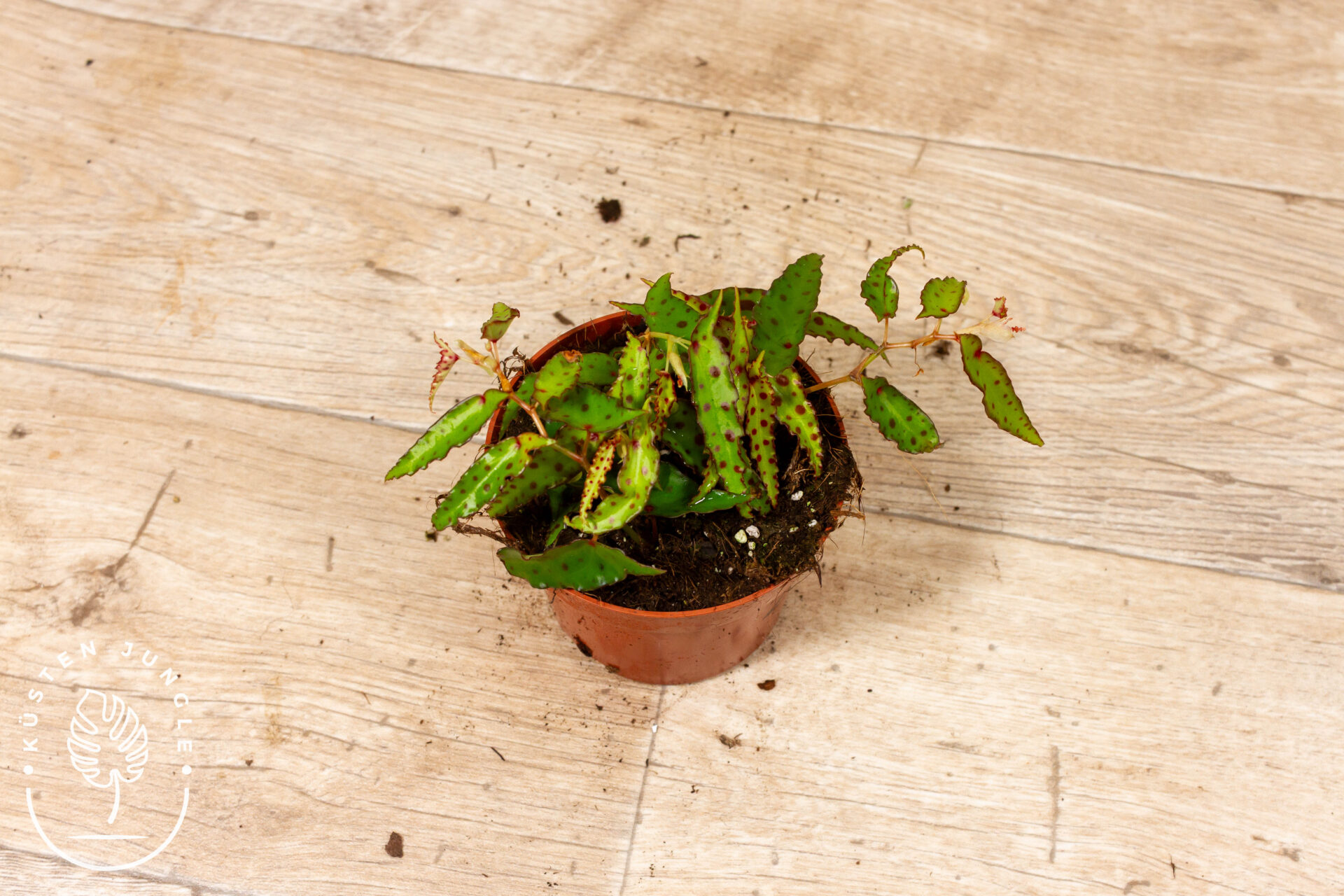 Begonia amphioxus 002C WYSIWYG