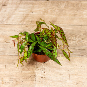 Begonia amphioxus 003C WYSIWYG