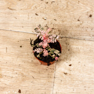 Phyllanthus urinaria pink variegata 001C