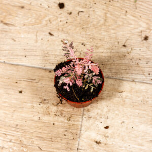 Phyllanthus urinaria pink variegata 002C