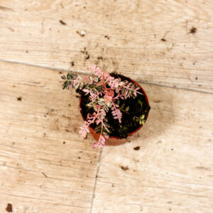 Phyllanthus urinaria pink variegata 003C