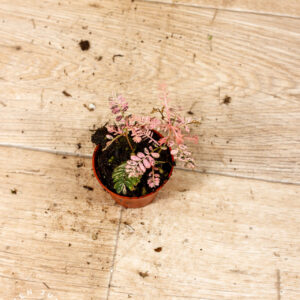 Phyllanthus urinaria pink variegata 004C